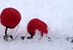 pflanzen-schneeundeis_40.jpg