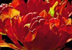 Tulpe (Tulipa-Hybriden)   /   Tulpenfeuer
