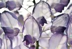 Blauregen (Wisteria sinensis)   /   Blues outside Light inside