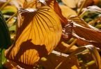 Hosta Sieboldiana-Gruppe