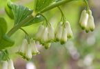 Polygonatum x hybridum 'Weihenstephan'