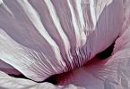 Ziermohn (Papaver orientale)   /   Venezianische Mohnmaske