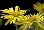 Sonnenbraut  (Helenium  hoopesii)   /   Kontaktaufnahme