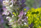 Salvia sclarea
