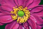 Herbstanemone (Anemone japonica)   /   Konferenz am gruenenTisch