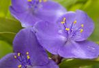Tradescantia Andersoniana-Gruppe