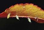 Bodendeckerrose  'The Fairy‘   /   Herbstlausereien