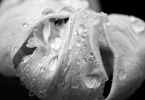 Tulipa