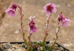 Saxifraga 'John Byam Grounds', eine Hybride aus Saxifraga stribrnyi  x  Saxifraga dinnikii