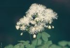 auf zum Kilimandscharo! (Akeleiblättrige Wiesenraute, Thalictrum aquilegiifolium)