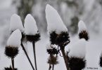 Roter Sonnenhut (Echinacea purpurea) “Wichtelchor”