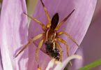 Colchicum autumnale