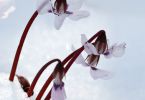 Cyclamen coum