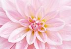 Dahlia