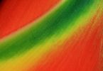 Heliconia stricta