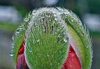 Ziermohn (Papaver orientale)   /   Regenritter