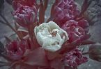 CCD-IR-Tulpen-2