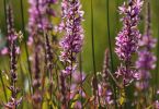Lythrum salicaria