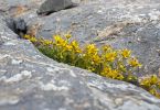 Saxifraga aizoides