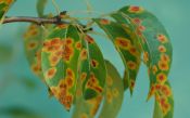 Birnengitterrost (Gymnosporangium sabinae) an Birne 1/125 Sek. bei f / 8,0