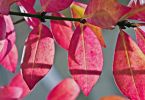 Korkspindelstrauch (Euonymus alatus)   /   Pink on a line