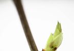 Fliederzweig mit Knospen