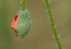 Sesam öffne dich! (Klatschmohn, Papaver rhoeas)