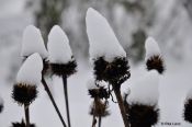 Roter Sonnenhut (Echinacea purpurea) “Wichtelchor”