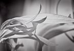 850nm-Oleander