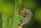 Larve der Stachelbeerblattwespe (Nematus ribesii) an Stachelbeere 1/200 Sek. bei f / 29