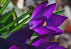 Krokus (Crocus vernus)   /   nach Leben streben