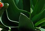 Tulpe (Tulipa-Hybriden)   /   es grünt so grün