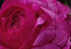 Ranunkel (Ranunculus asiaticus)   /   Ranunkel-Funkeln