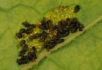 Junge Larven von Blattkäfern (Chrysomelidae) an Weide 1/250 Sek. bei f / 32