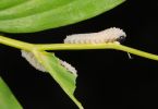Larve der Maiglöckchen-Blattwespe (Phymatocera aterrima) an Salomonssiegel 1/200 Sek. bei f / 25