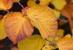 Hamamelis x intermedia