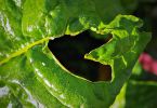 Mangold (Beta vulgaris)   /   Hearteaters