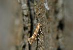 Falter der Kastanienminiermotte (Cameraria ohridella) an Kastanie 1/250 Sek. bei f / 9,0