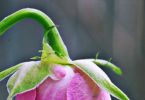 Schnittrose   /   elefantisches Schlafwandeln