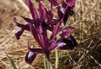 Iris reticulata