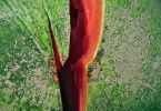Wassermelone (Citrullus lanatus)   /   Reif für Farbe