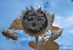 565nm-Kanaltausch-Sonnenblume