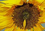 Sonnenblume (Helianthus annuus)   /   Einer gegen alle
