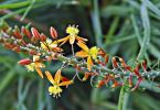 Bulbine (Bulbine frutescens)   /   Lebensmitte