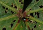 Malvenflohkäfer (Podagrica sp.) an Malve 1/200 Sek. bei f / 40