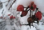 Männlein im Winter