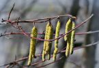 Gewöhnliche Hasel (Corylus avelana)   /   Graubrecher