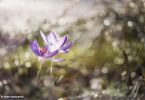 Wildkrokusse