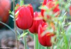 Rote Tulpen im Beet