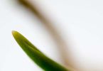 Tulpenzwiebel-Portrait